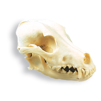 Schedel hond, replica