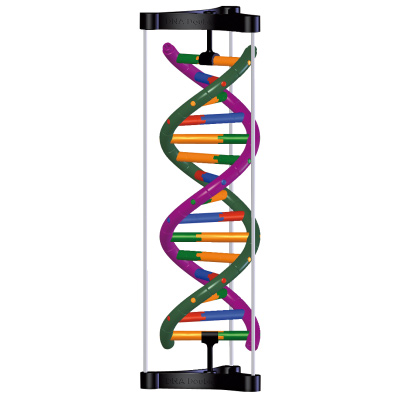 Bouwdoos DNA dubbele helix structuur