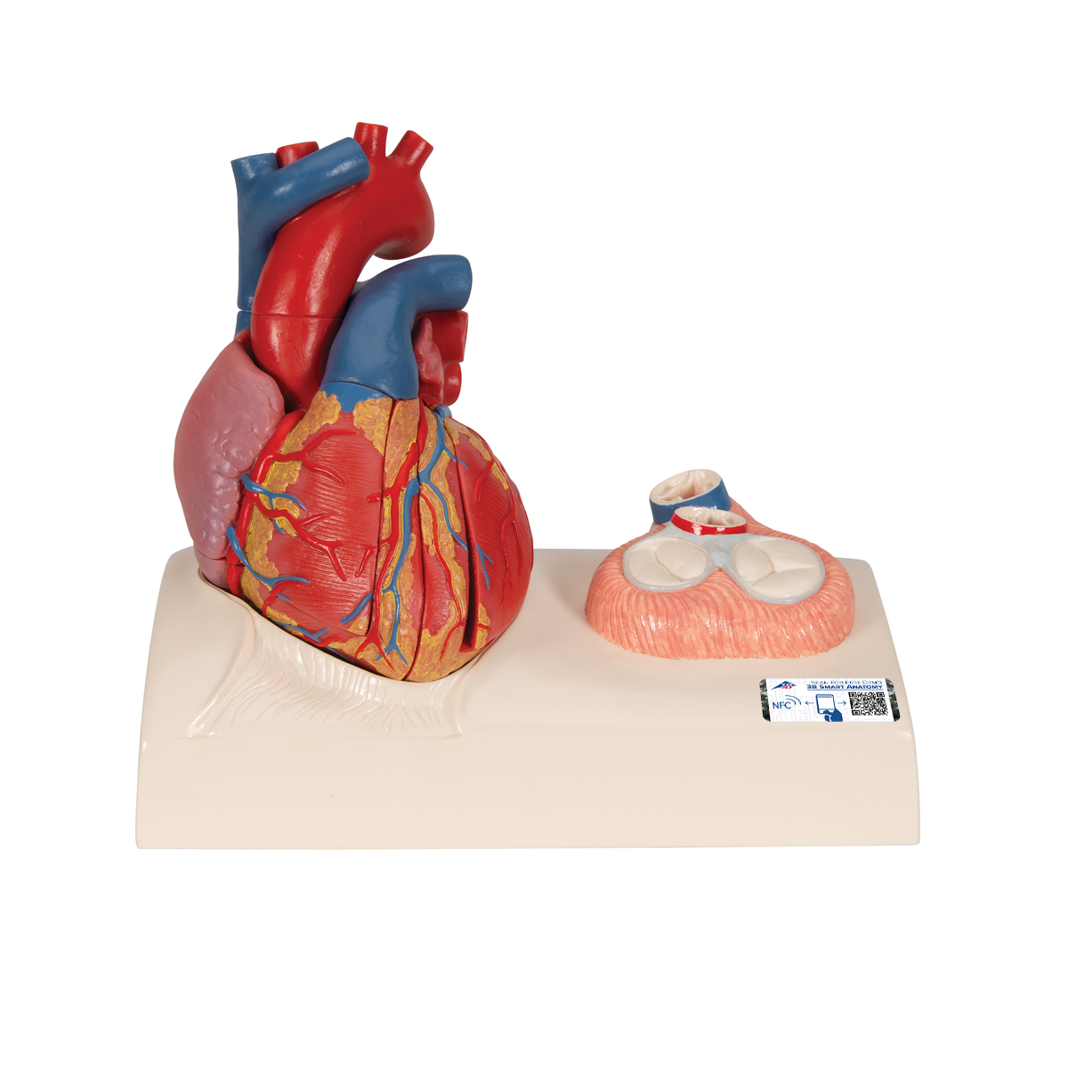 Model Hart 5-delig met systole