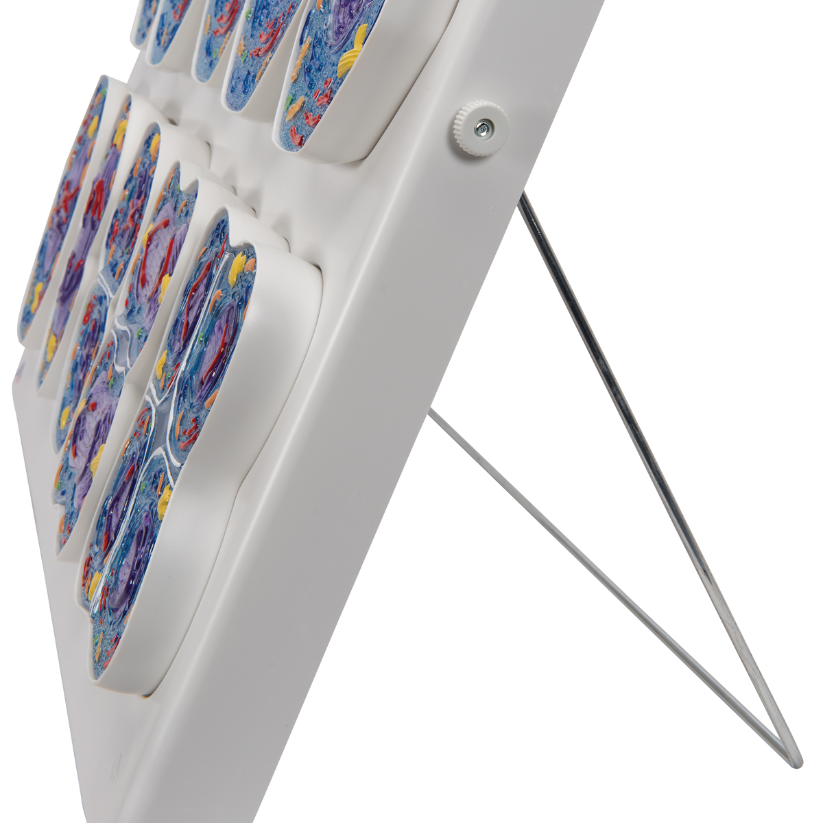 Meiose model 10-fases 10.000x vergroot