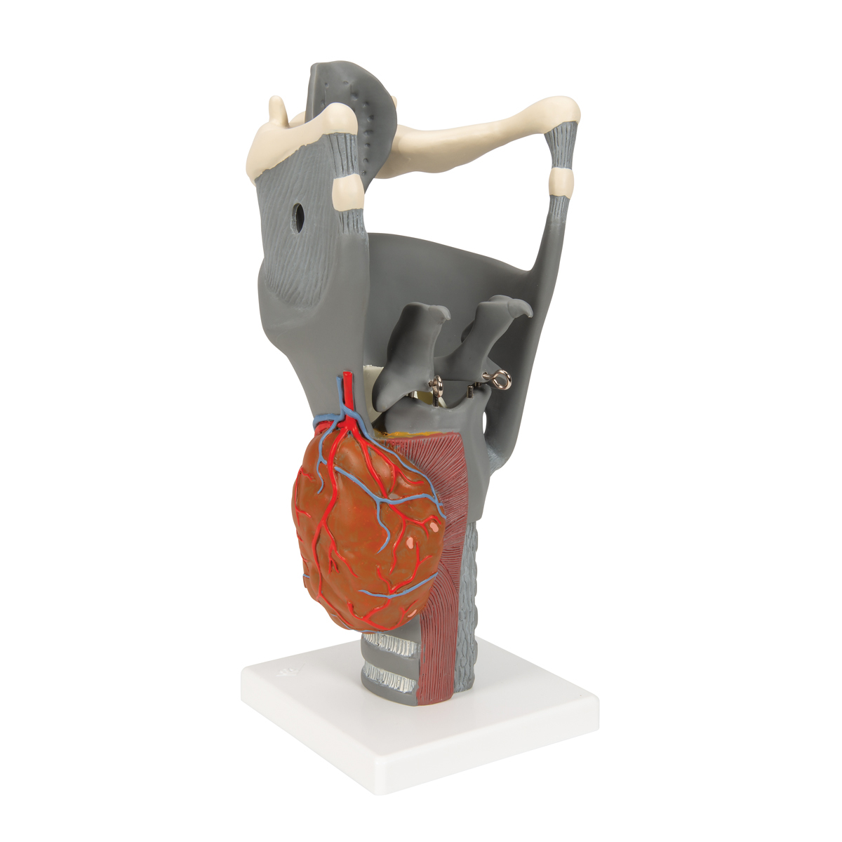 Strottenhoofd model 2,5x vergroot