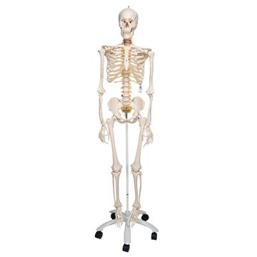 Skelet Fred flexibel