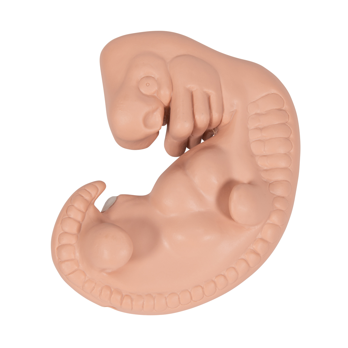 Embryo model 4 weken 25x vergroot
