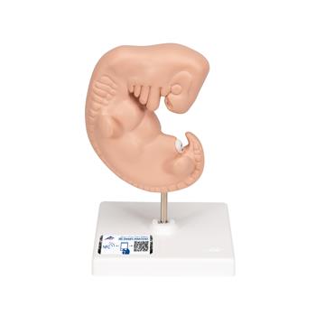Embryo model 4 weken 25x vergroot