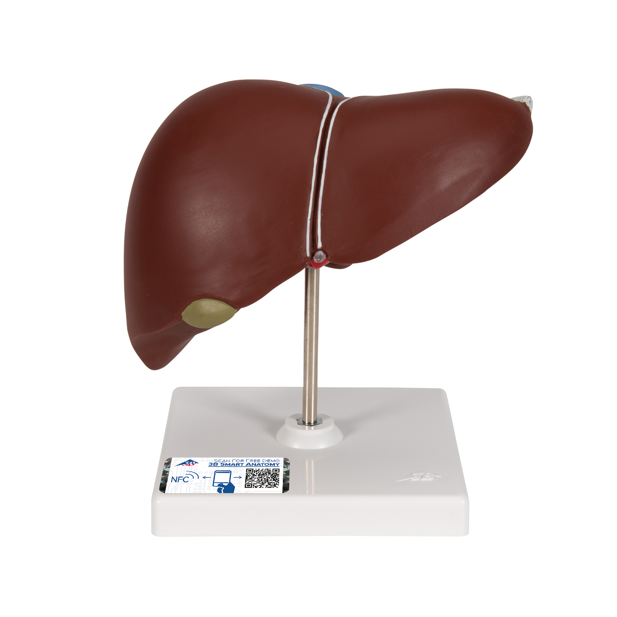 Lever- en galblaas model