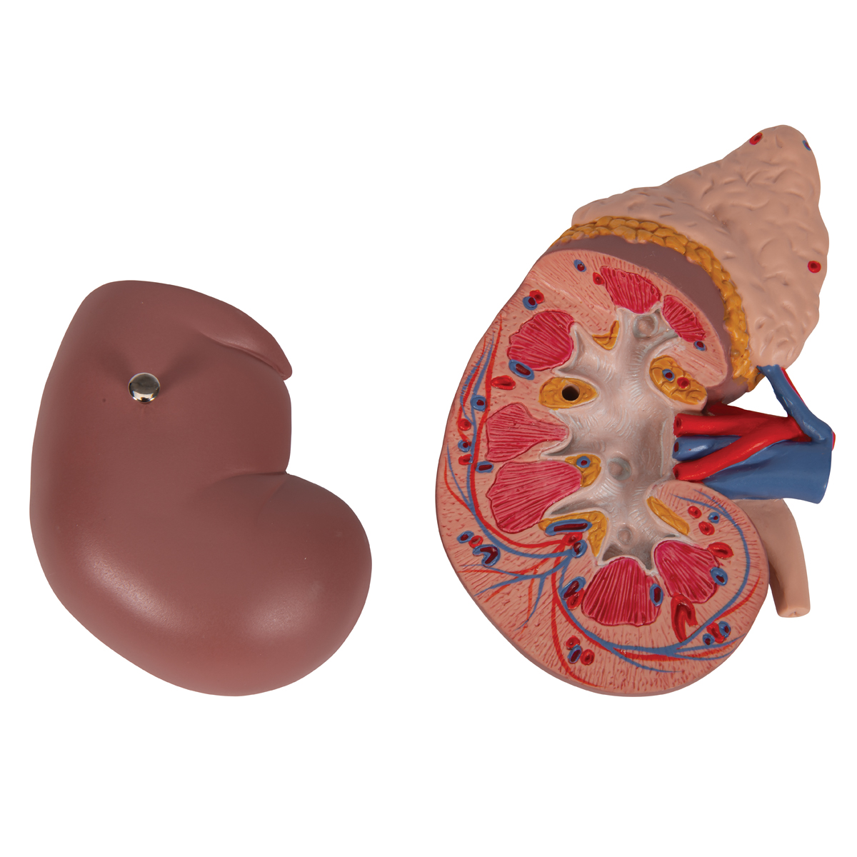 Model nier met adrenal gland
