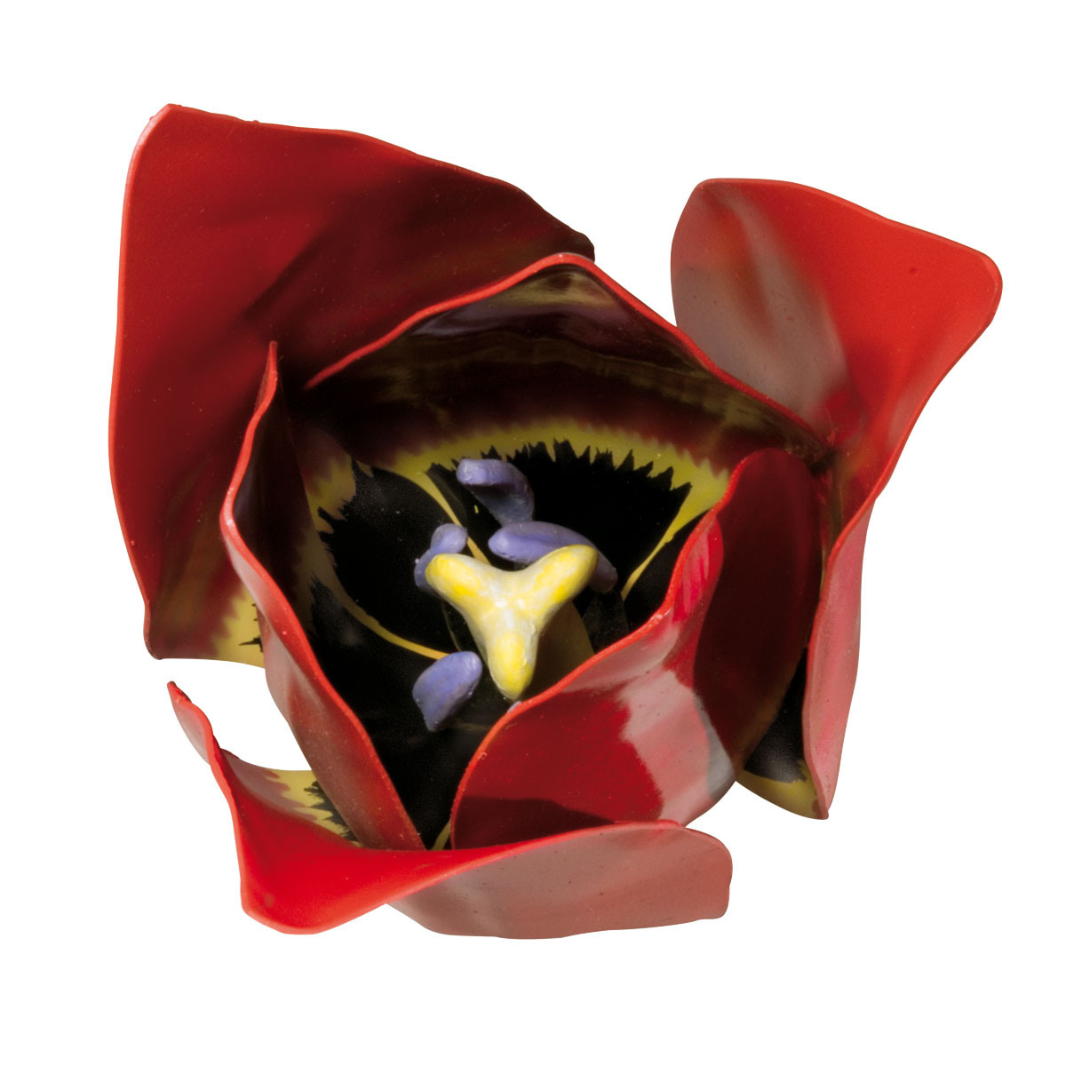 Tulp 3x vergroot 2-delig