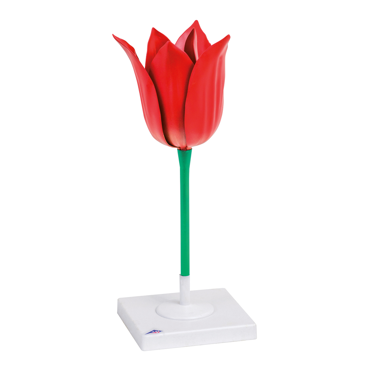 Tulp 3x vergroot 2-delig