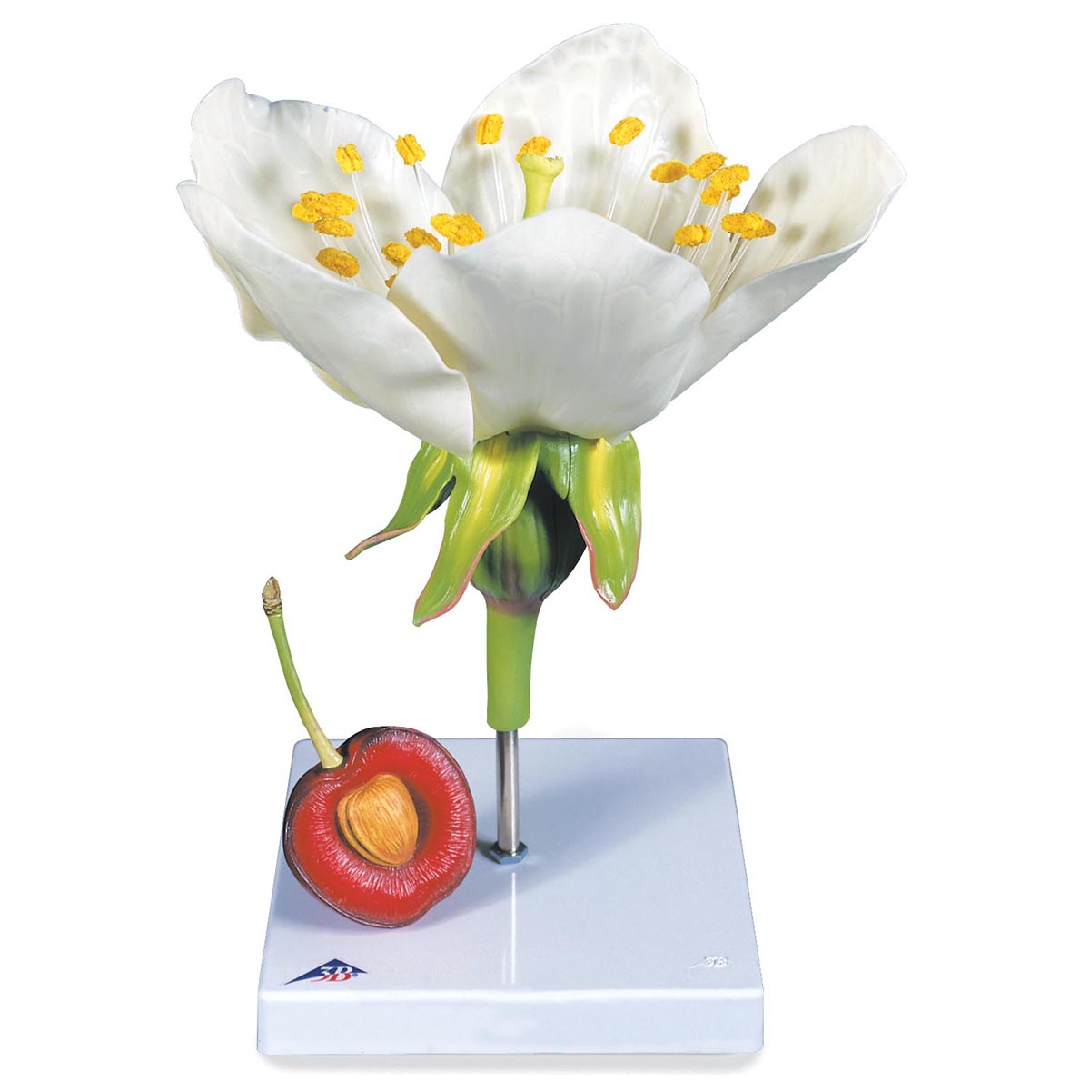 Model kersenbloesem met vrucht