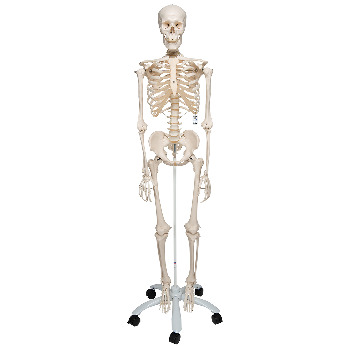 Skelet Stan op standaard