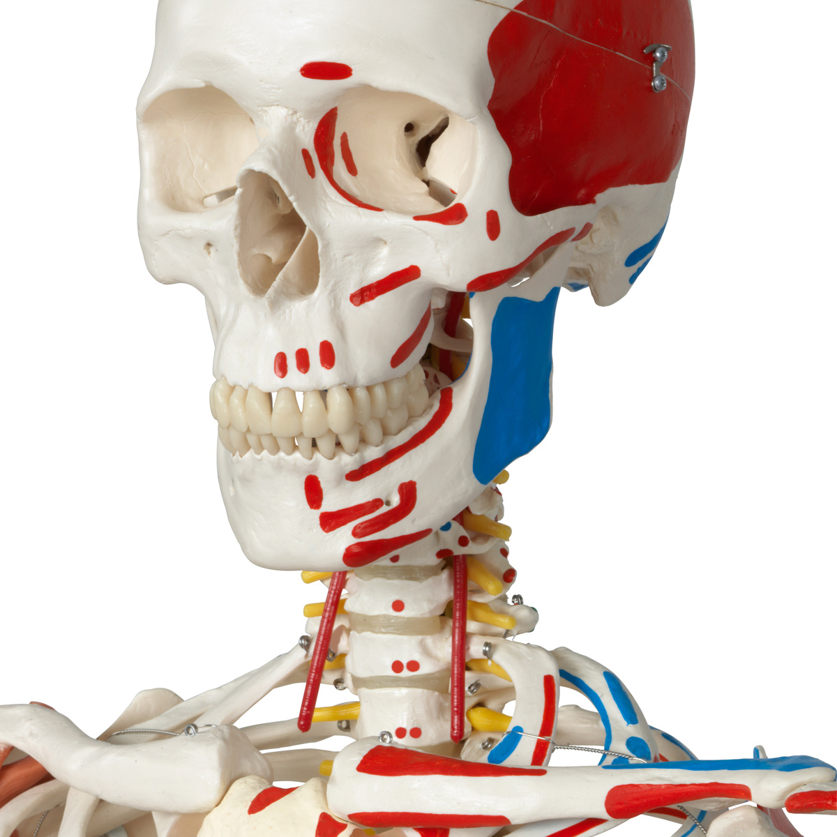 Skelet Sam met spieren en ligamenten