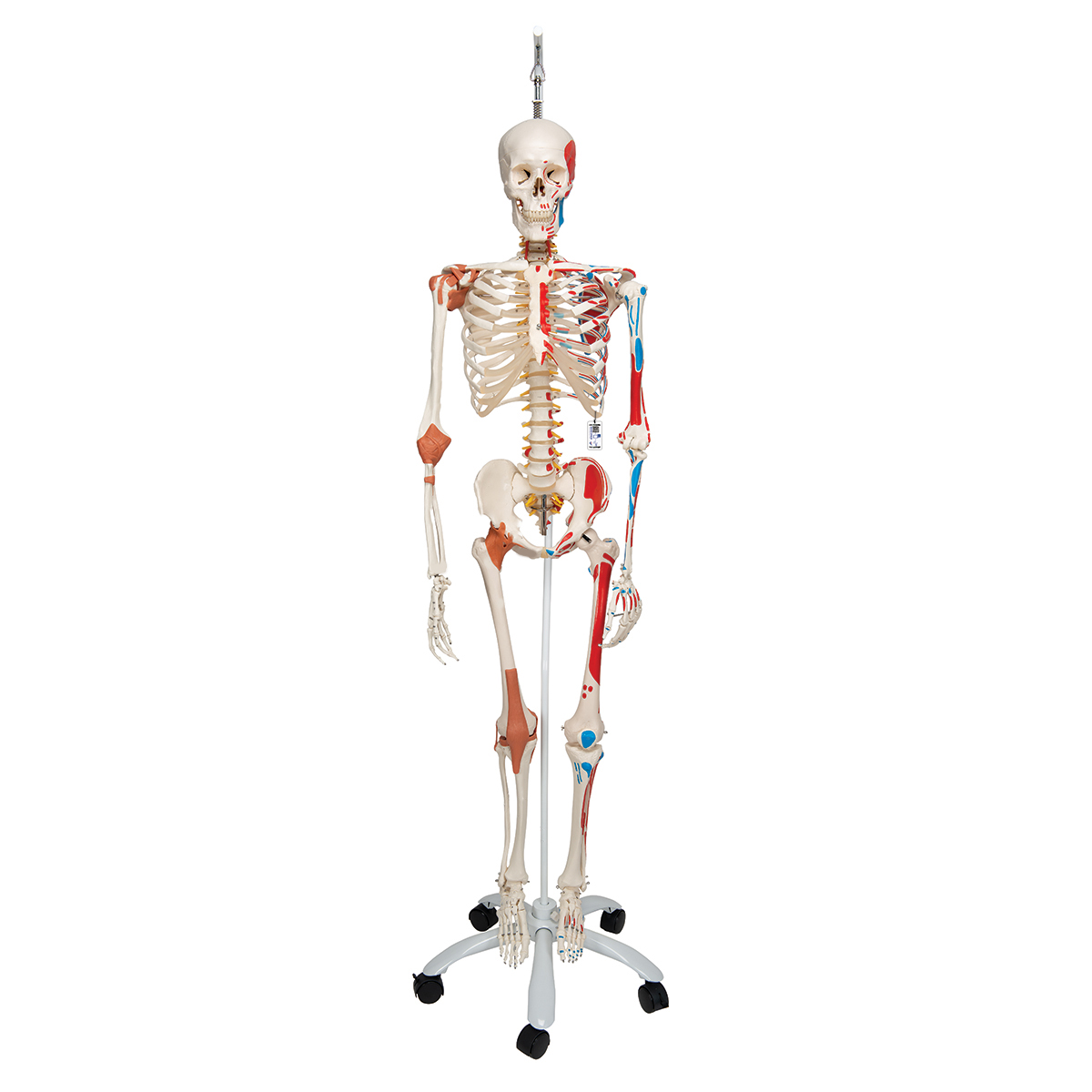 Skelet Sam met spieren en ligamenten