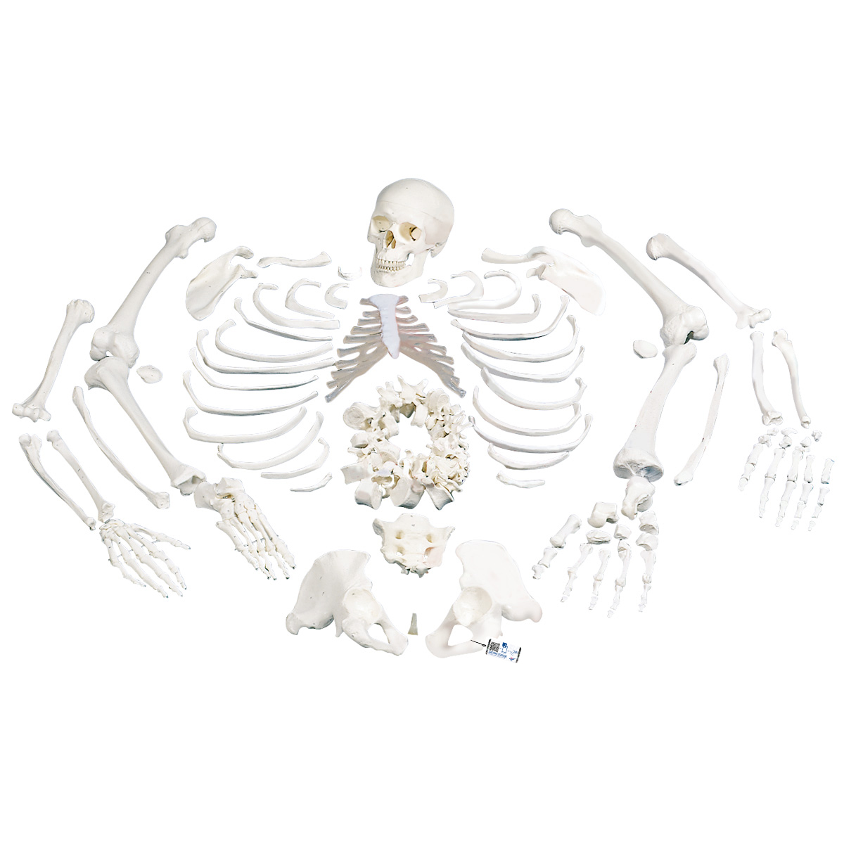 Disarticulated Full Skeleton