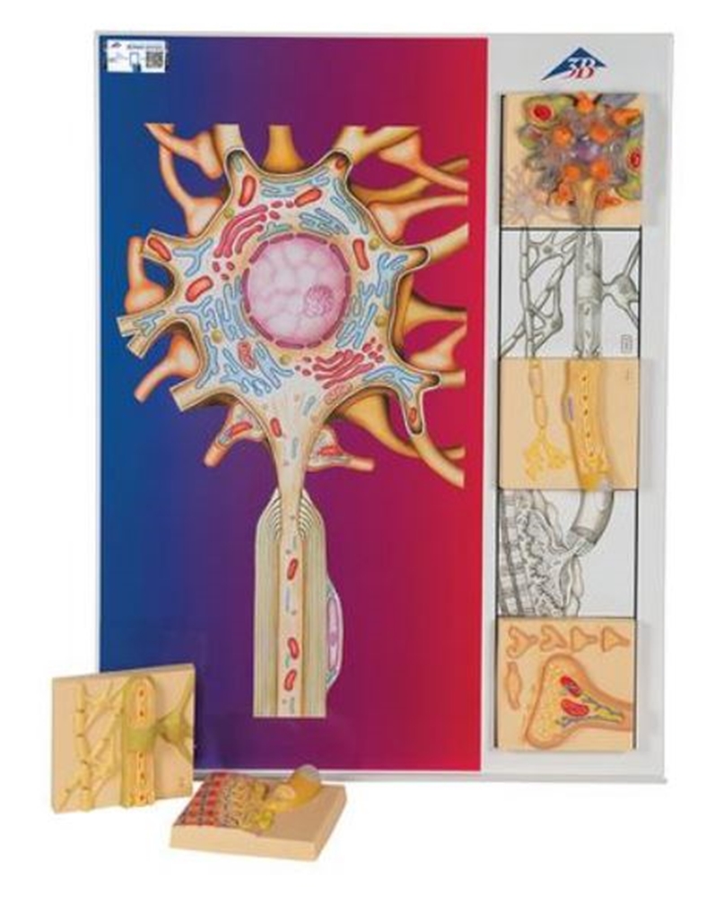 Zenuw anatomie/fysiologie 5-delig