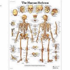 Anatomie poster menselijk skelet