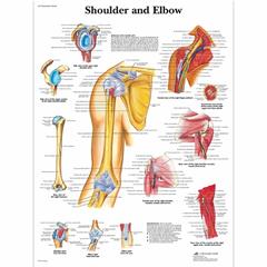 Anatomie poster schouder en elleboog