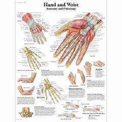 Anatomie poster hand en pols