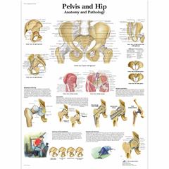 Anatomie poster bekken en heup