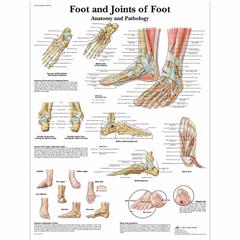 Anatomie poster voet en enkel