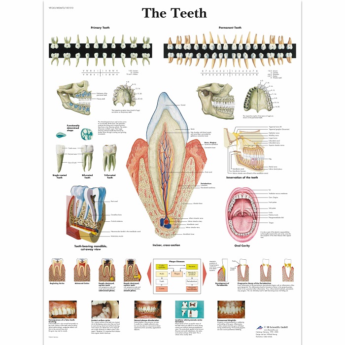 Anatomie poster tandheelkunde