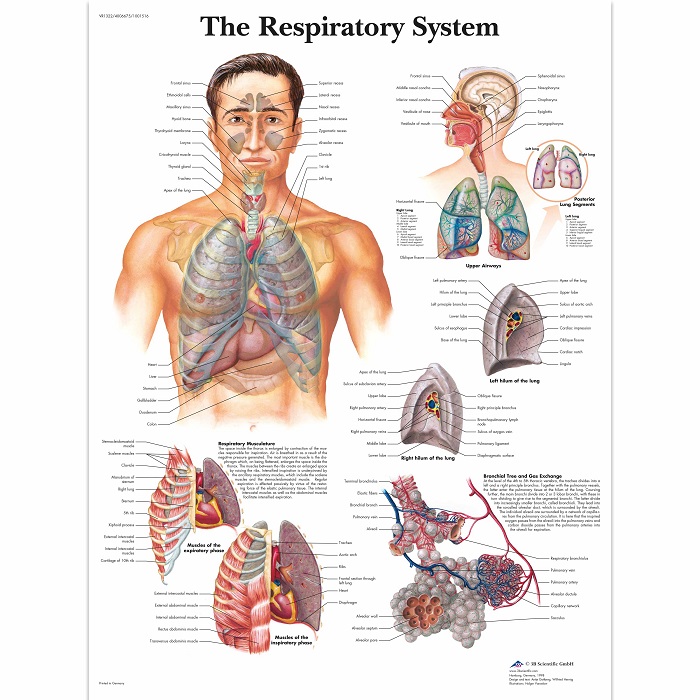 Anatomie poster longen