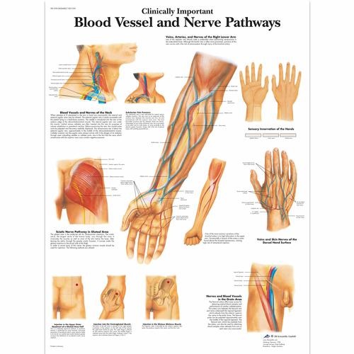 Anatomie poster bloedvaten en zenuwbanen
