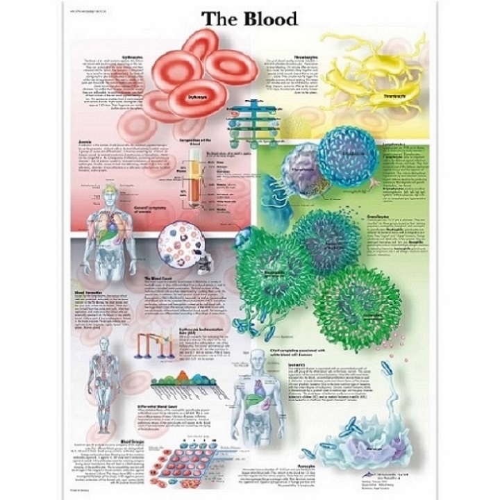 Anatomie posters bloedvaten