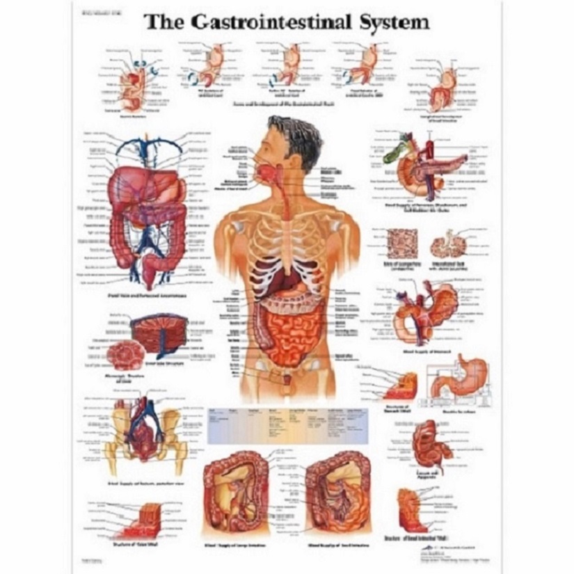 Anatomie posters maag