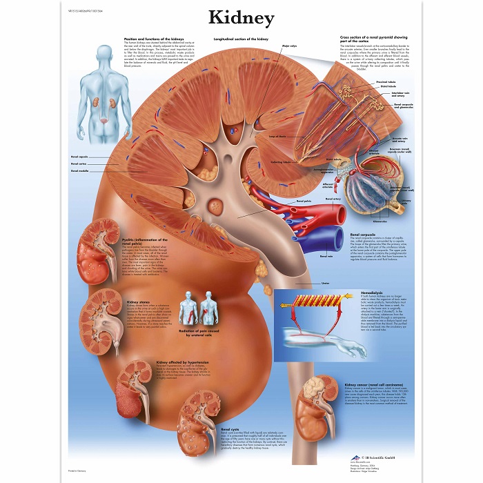 Anatomie posters organen