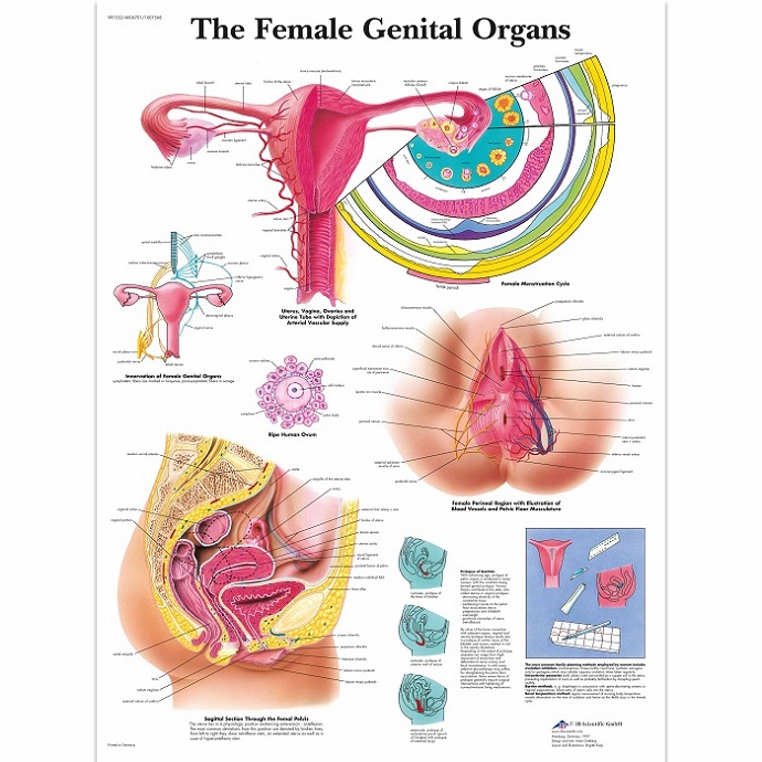 Anatomie posters gynaecologie