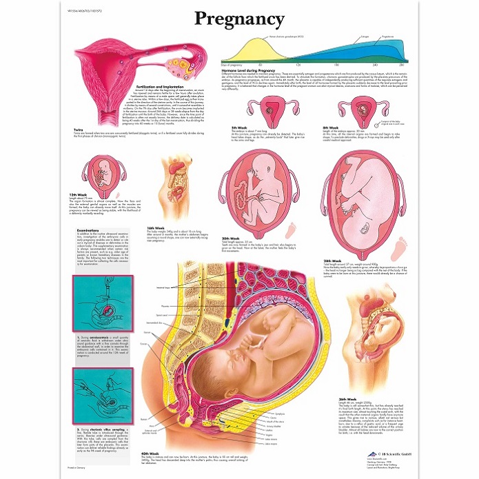 Anatomie posters zwangerschap