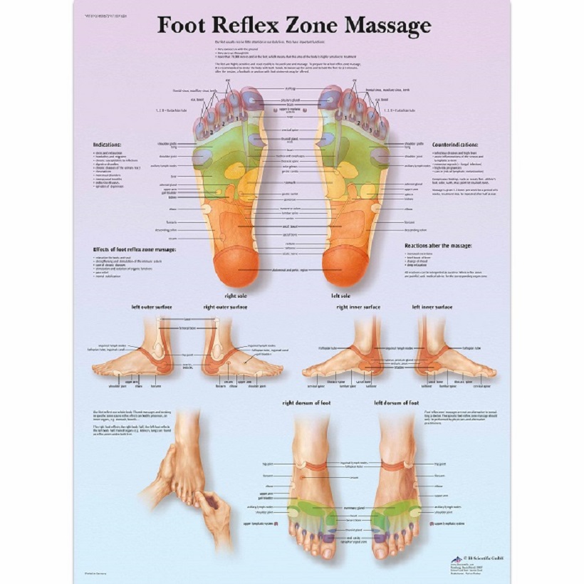 Anatomie posters acupunctuur