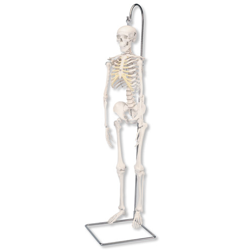 Skelet (mini) hangend 3-delig
