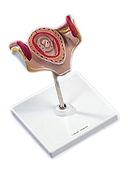 Embryo 1e maand