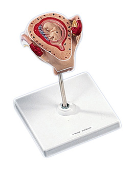 Embryo 2e maand