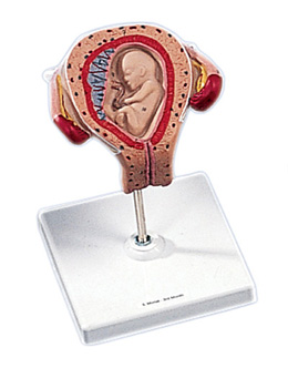 embryo 3e maand