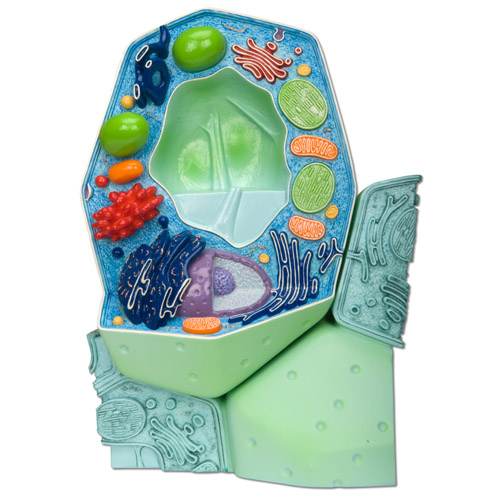 Plantaardige cel
