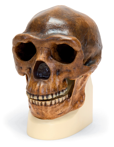 Schedel Sinanthropus