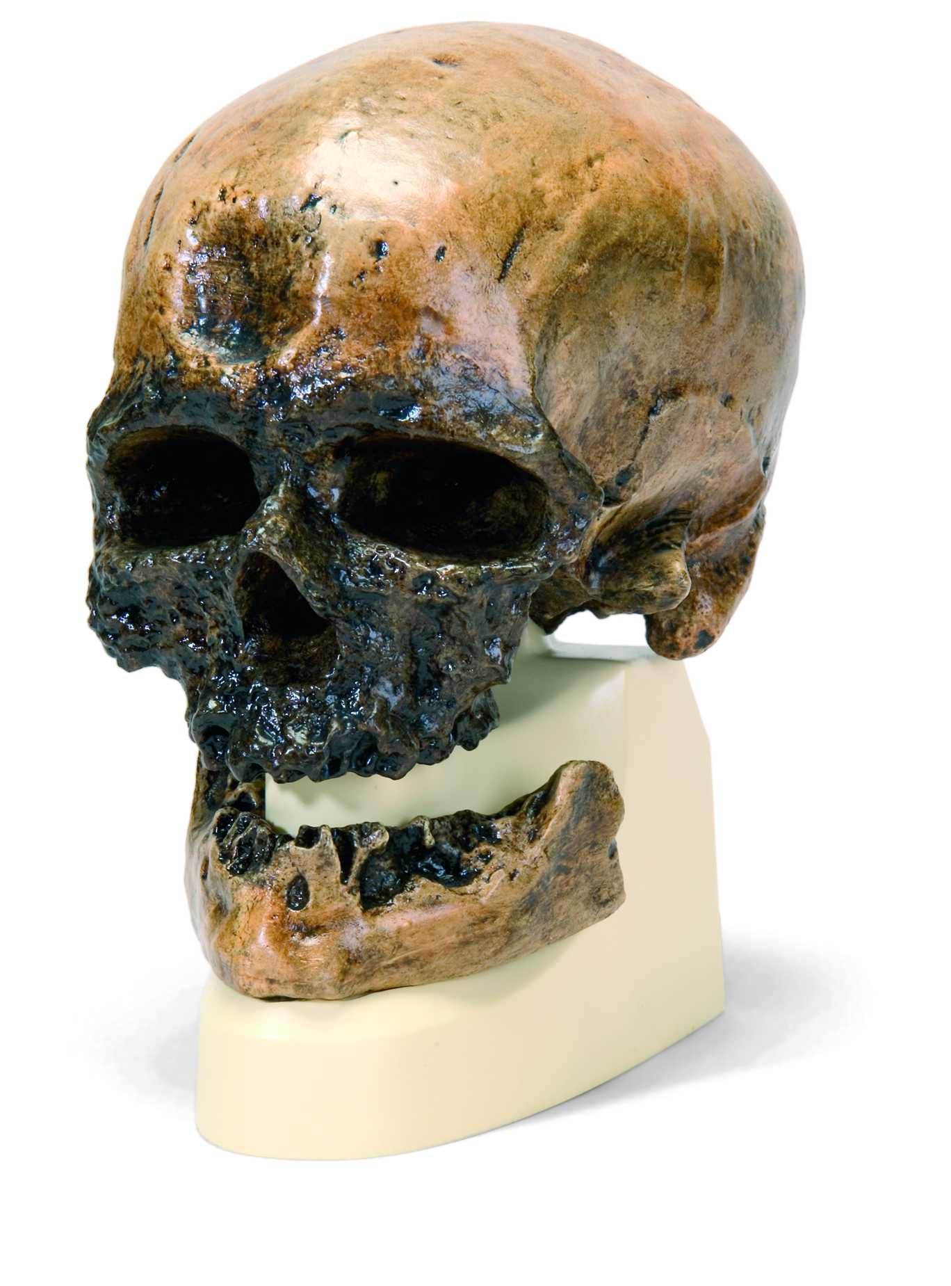 Schedel Crô-Magnon