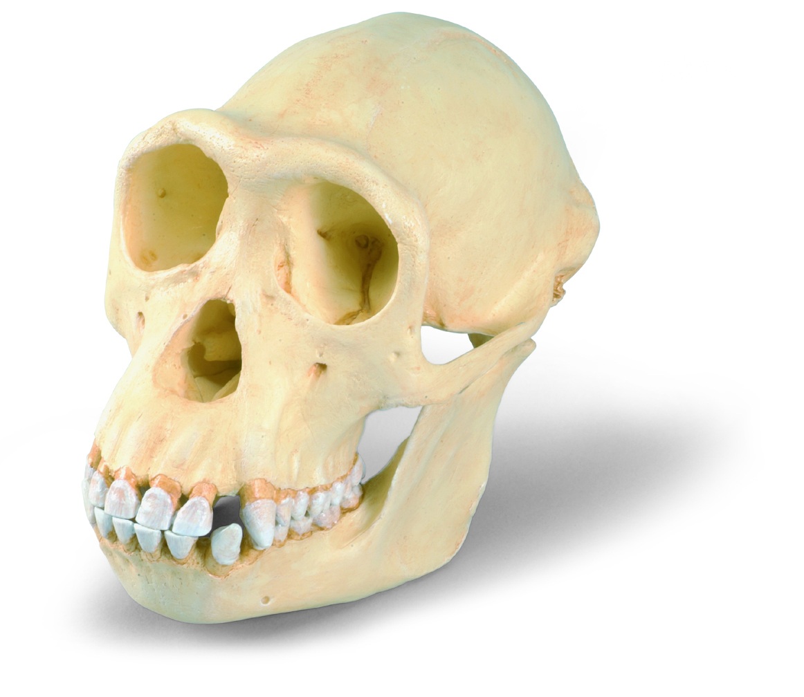 Schedel chimpansee model vrouwelijk