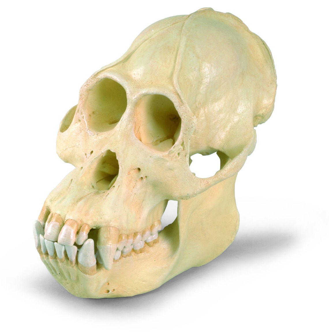 Schedel orang-oetang model mannelijk