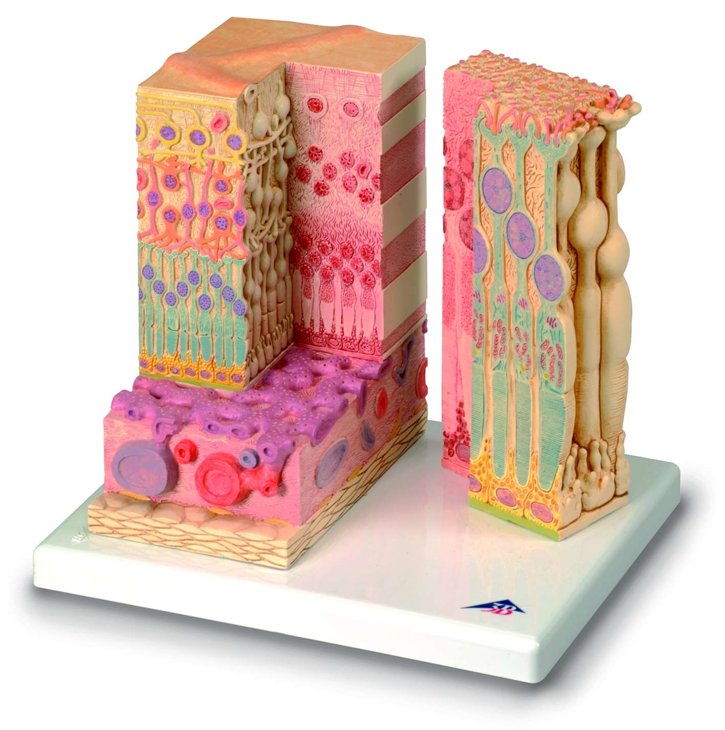 Microanatomisch oog