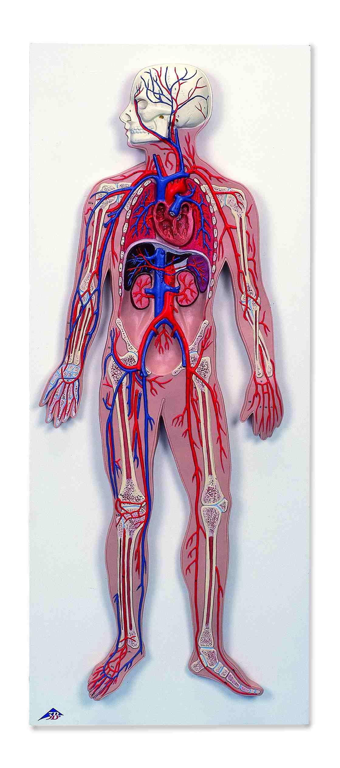 Model bloedsomloop