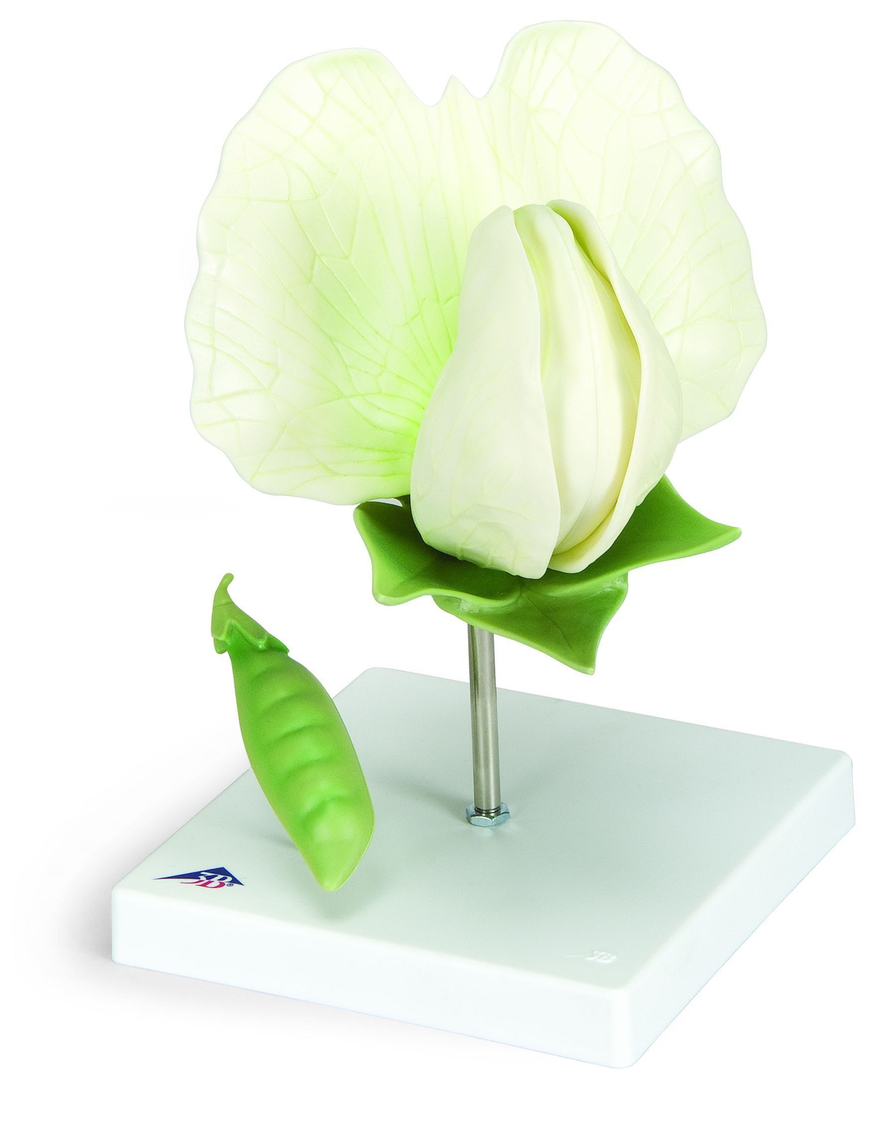 Bloesem van een boon (pisum sativum)