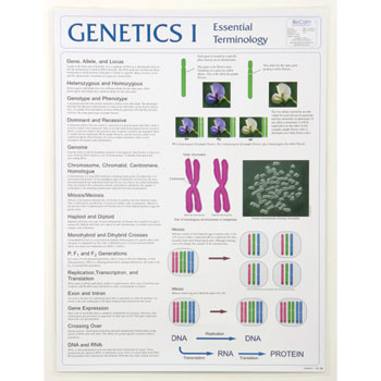 Poster Genetics I