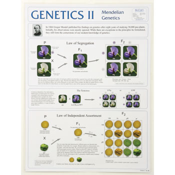 Poster Genetics II