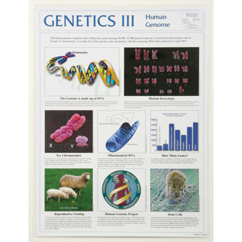Poster Genetics III