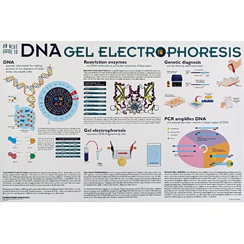 Poster DNA gel-elektroforese