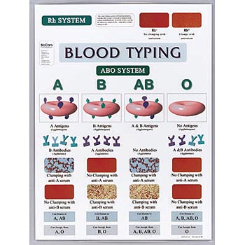 Poster bloedgroepensysteem