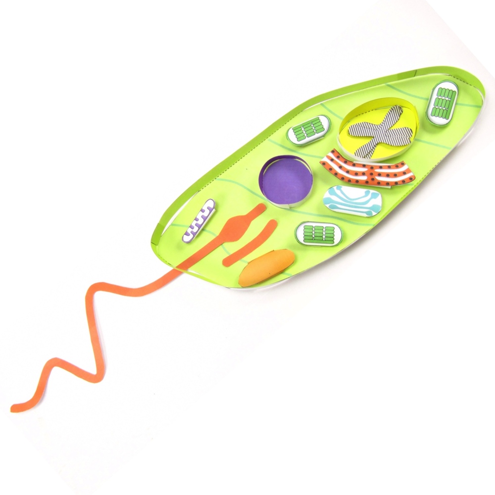 Euglena